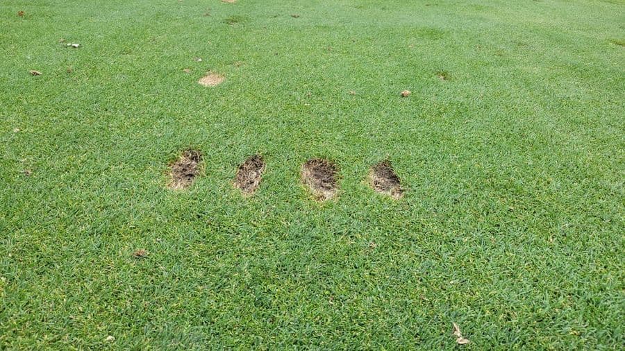 More damage from the corporate scramble chops